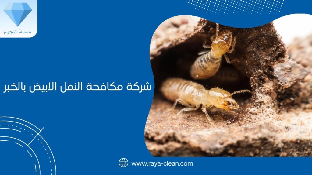 شركة مكافحة النمل الابيض بالخبر